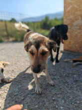 AEDION, Hund, Mischlingshund in Rumänien - Bild 6