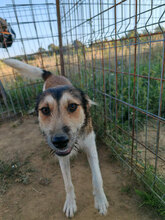 AEDION, Hund, Mischlingshund in Rumänien - Bild 7