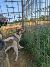 AEDION, Hund, Mischlingshund in Rumänien - Bild 8