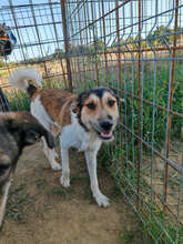 AEDION, Hund, Mischlingshund in Rumänien - Bild 9