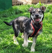 CLARK, Hund, Mischlingshund in Rumänien