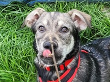 CLARK, Hund, Mischlingshund in Rumänien - Bild 2