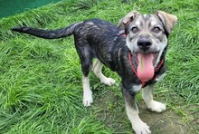 CLARK, Hund, Mischlingshund in Rumänien - Bild 4