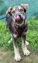 CLARK, Hund, Mischlingshund in Rumänien - Bild 5