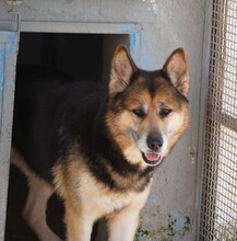 MONGI, Hund, Deutscher Schäferhund-Mix in Italien - Bild 1
