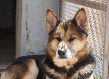 MONGI, Hund, Deutscher Schäferhund-Mix in Italien - Bild 11