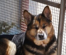 MONGI, Hund, Deutscher Schäferhund-Mix in Italien - Bild 12