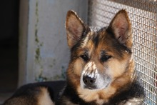 MONGI, Hund, Deutscher Schäferhund-Mix in Italien - Bild 13