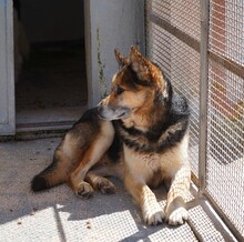 MONGI, Hund, Deutscher Schäferhund-Mix in Italien - Bild 15