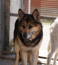 MONGI, Hund, Deutscher Schäferhund-Mix in Italien - Bild 16