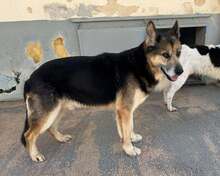 MONGI, Hund, Deutscher Schäferhund-Mix in Italien - Bild 17