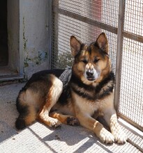 MONGI, Hund, Deutscher Schäferhund-Mix in Italien - Bild 18