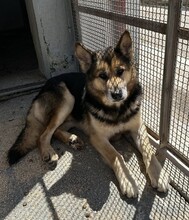 MONGI, Hund, Deutscher Schäferhund-Mix in Italien - Bild 19
