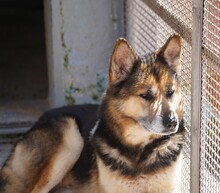 MONGI, Hund, Deutscher Schäferhund-Mix in Italien - Bild 2