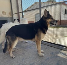 MONGI, Hund, Deutscher Schäferhund-Mix in Italien - Bild 20