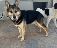 MONGI, Hund, Deutscher Schäferhund-Mix in Italien - Bild 21