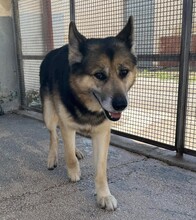 MONGI, Hund, Deutscher Schäferhund-Mix in Italien - Bild 22