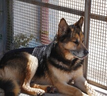 MONGI, Hund, Deutscher Schäferhund-Mix in Italien - Bild 23