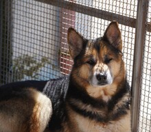MONGI, Hund, Deutscher Schäferhund-Mix in Italien - Bild 24