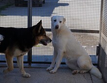 MONGI, Hund, Deutscher Schäferhund-Mix in Italien - Bild 25