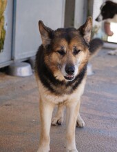 MONGI, Hund, Deutscher Schäferhund-Mix in Italien - Bild 3