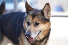 MONGI, Hund, Deutscher Schäferhund-Mix in Italien - Bild 4