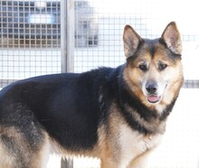 MONGI, Hund, Deutscher Schäferhund-Mix in Italien - Bild 5