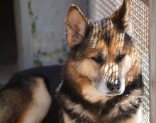MONGI, Hund, Deutscher Schäferhund-Mix in Italien - Bild 7