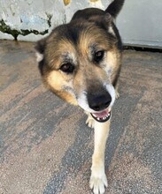 MONGI, Hund, Deutscher Schäferhund-Mix in Italien - Bild 8