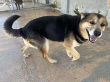 MONGI, Hund, Deutscher Schäferhund-Mix in Italien - Bild 9