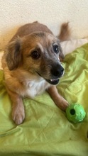 ROSA, Hund, Mischlingshund in Rumänien - Bild 1