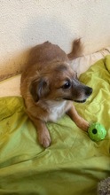 ROSA, Hund, Mischlingshund in Rumänien - Bild 2