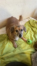 ROSA, Hund, Mischlingshund in Rumänien - Bild 3