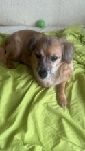 ROSA, Hund, Mischlingshund in Rumänien - Bild 4