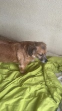 ROSA, Hund, Mischlingshund in Rumänien - Bild 5