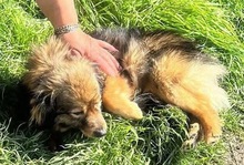 BAILEY, Hund, Mischlingshund in Rumänien - Bild 1