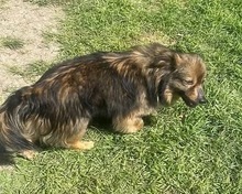 BAILEY, Hund, Mischlingshund in Rumänien - Bild 2