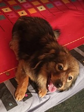 BAILEY, Hund, Mischlingshund in Rumänien - Bild 3