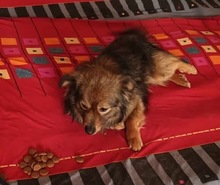 BAILEY, Hund, Mischlingshund in Rumänien - Bild 4