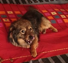 BAILEY, Hund, Mischlingshund in Rumänien - Bild 5