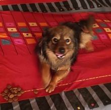 BAILEY, Hund, Mischlingshund in Rumänien - Bild 6