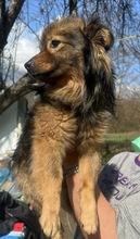 BAILEY, Hund, Mischlingshund in Rumänien - Bild 7