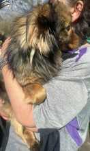 BAILEY, Hund, Mischlingshund in Rumänien - Bild 8