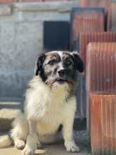 CLEO, Hund, Mischlingshund in Rumänien - Bild 1