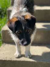 CLEO, Hund, Mischlingshund in Rumänien - Bild 3