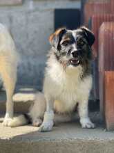 CLEO, Hund, Mischlingshund in Rumänien - Bild 4