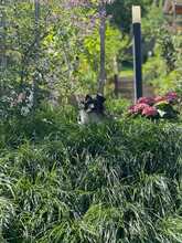 CLEO, Hund, Mischlingshund in Rumänien - Bild 6