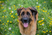 FLORA, Hund, Mischlingshund in Kroatien - Bild 1