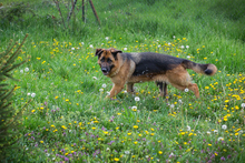 FLORA, Hund, Mischlingshund in Kroatien - Bild 2