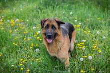 FLORA, Hund, Mischlingshund in Kroatien - Bild 3